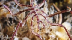 Je tam pavúky v mori?